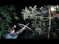 Hunt Wild Chickens At Night Set Up Shelters In The Wilderness Survival Alone 