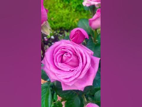Роза Лидия #розы #огород #природа #сад #цветы #flower #roza #hacienda # ...