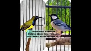 Komplikasi masteran burung sogon full tembakan dan fariasi wucit burung gelatik batu#sogon #gelatik