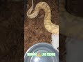 WARNING ⚠️ LIVE FEEDING #warning #live #feed #feeding #livefeed #ballpython #reptiles #wildlife #bp