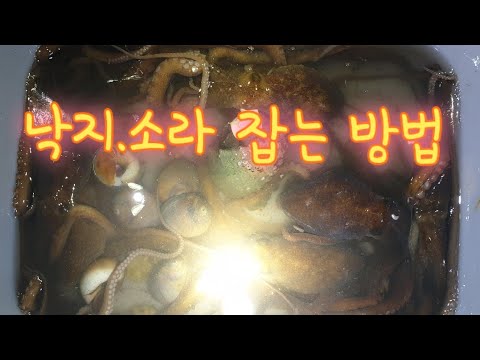 낙지 해루질 (낚지.낙지 잡는 방법)[워킹해루질. 가슴장화. 수경. 악어집게 이용 낙지.돌게.박하지.소라잡기]해루질
