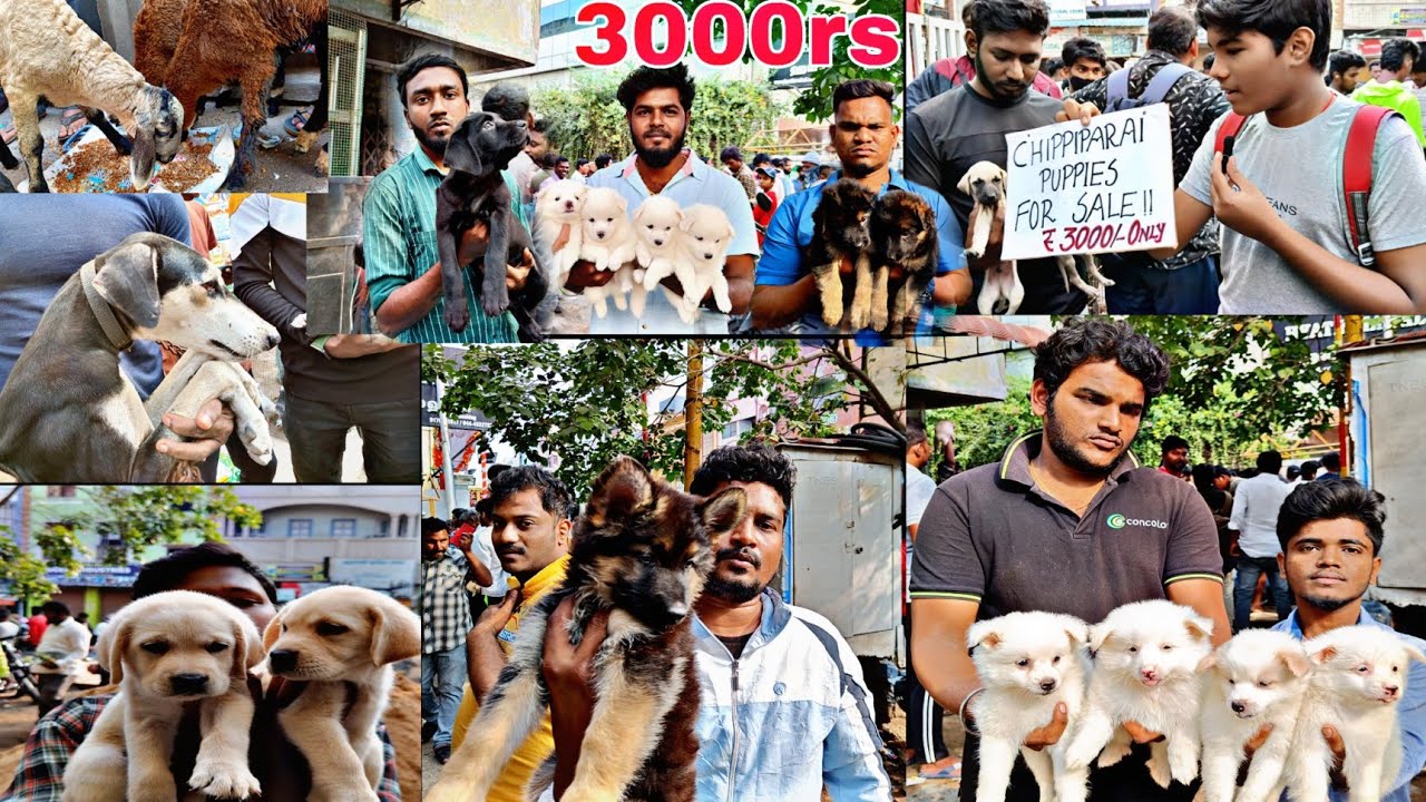 Broadway Sunday Pets Market 2022 Sunday Pet Market Broadway Pet