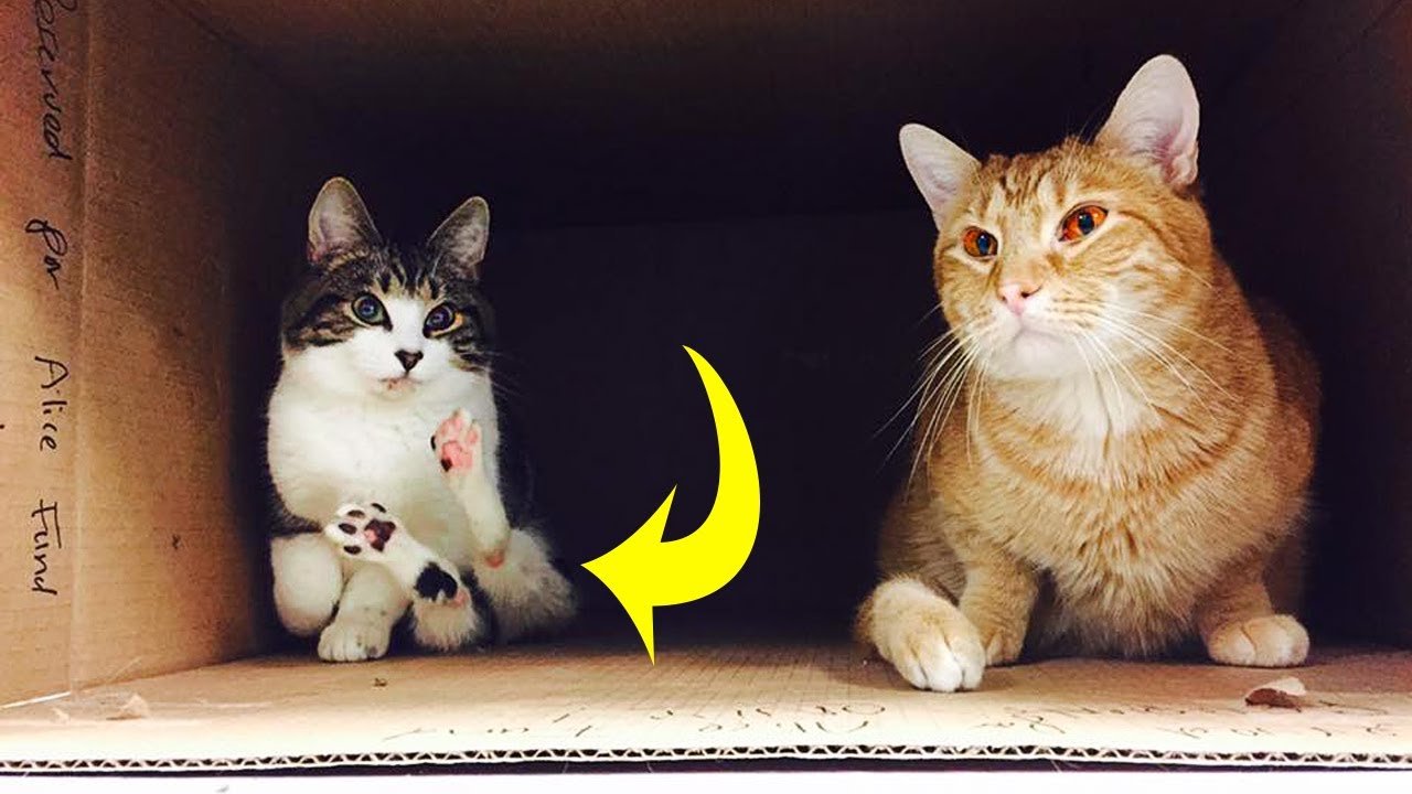 When A Paralyzed Cat Met This Kitten Just Like Her, It Was The Start Of