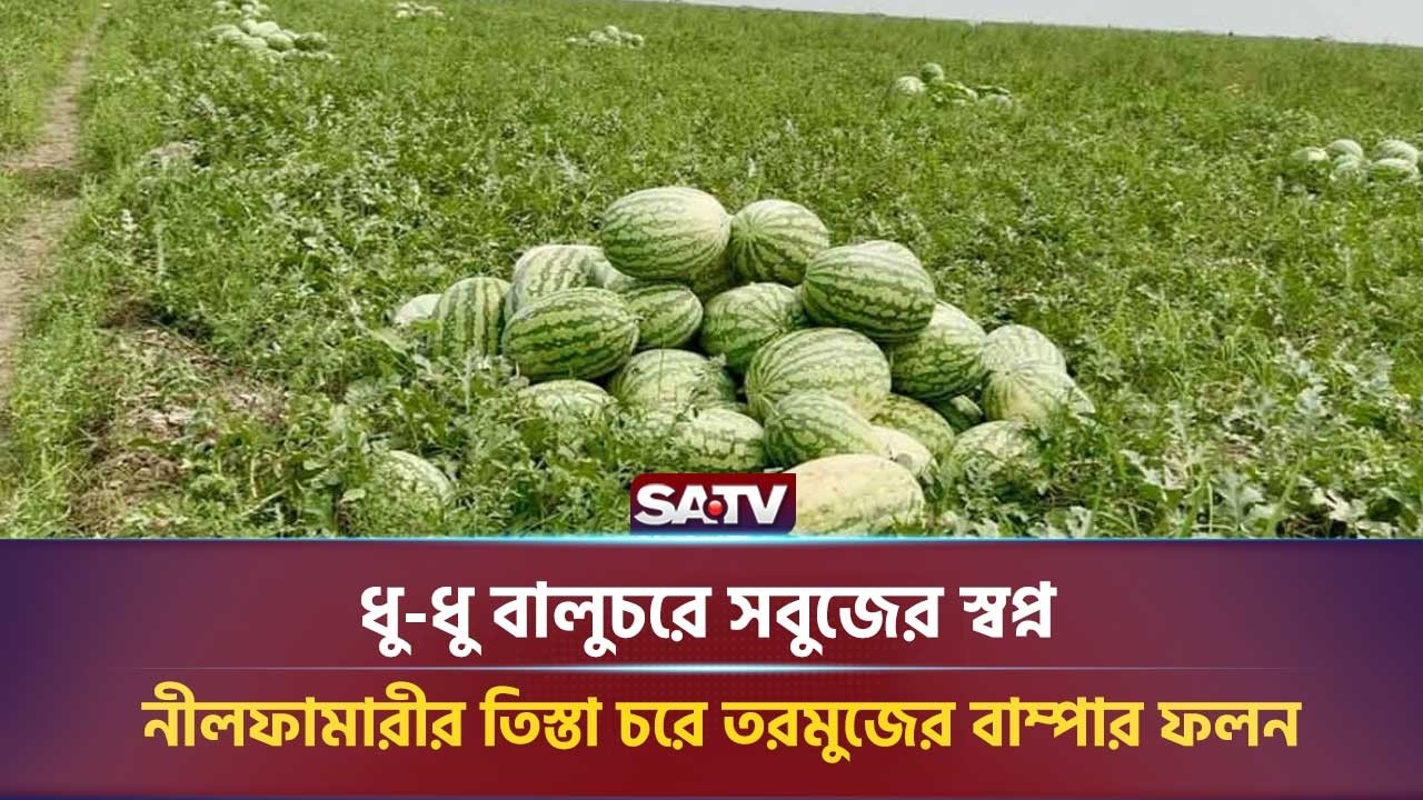 ধু-ধু বালুচরে সবুজের স্বপ্ন : নীলফামারীর তিস্তা চরে তরমুজের বাম্পার ফলন | SATV NEWS