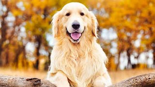 English vs American Golden Retriever  Key Differences