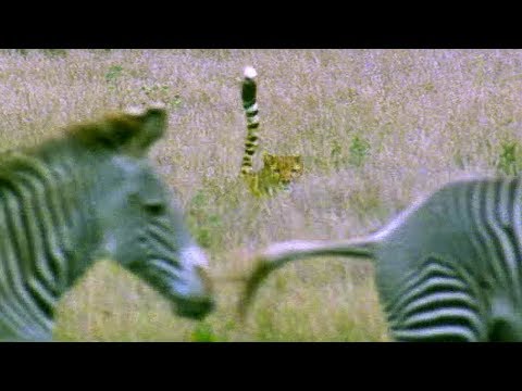 Cheetah attacks zebra - Cheetahs - BBC Earth