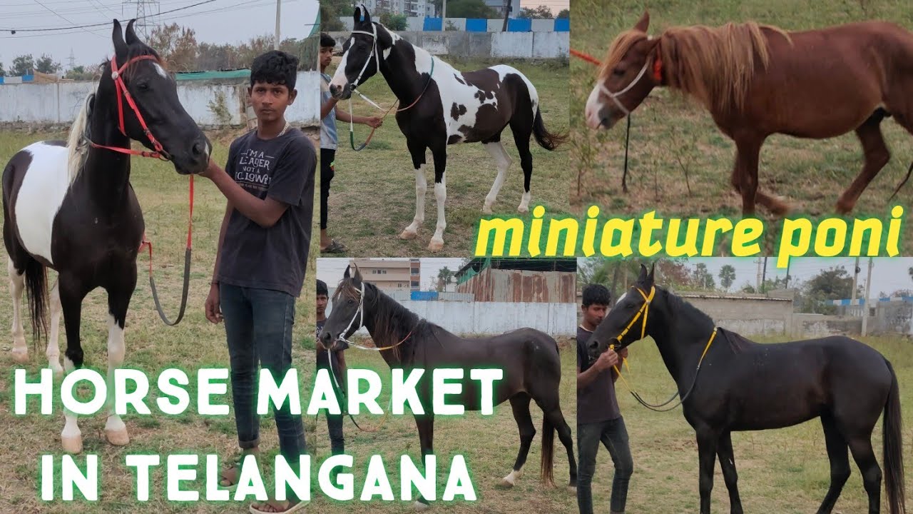 9533744190 | Telangana stud farm | horse market in Hyderabad | miniature poni in Hyd | marwadi ghode