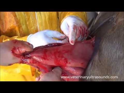 Bovine Rumenotomy Performed by a Veterinarian--Watch Now