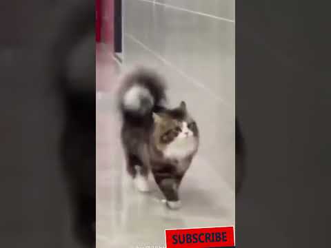 Какой #смех #shortsviral #смешныевидео #short #видео #viral #смехдослез #смехсводой #врек #таблетки