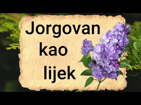 Video: Varietetet Jargavan (67 Fotografi): Përshkrimi I Varieteteve 