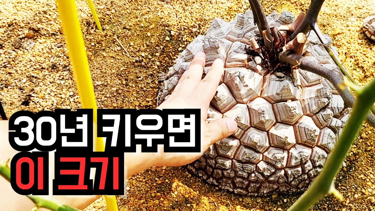 이게 식물이라고? 거북이 등껍질 같은 구갑룡 30년 실물 공개
