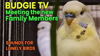 Budgie TV - Excited Bird Talk, Meeting New Family Members by Pet TV Australia 1,912 views 1 year ago 25 minutes