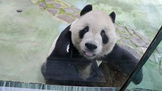 20201101 去年此刻失團團 已成標本不忍見 堅強乖巧怎對待 心香一柱永懷念(永懷團團之341) Giant Panda Tuan Tuan