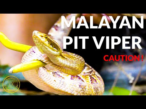 Do Not Step on This Snake! Necrotoxic Venom! ft. Malayan Pit Viper