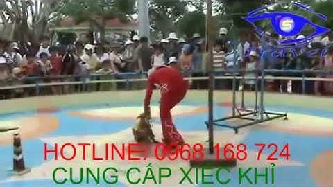 Khỉ đạp xích lô, cho thuê xiếc khỉ, ảo thuật LH: 0968 168 724