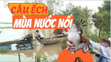 MỖI MÙA NƯỚC VỀ LÀ MỘT LẦN MIỀN TÂY HỒI SINH - SĂN ẾCH ĐỒNG MÙA NƯỚC NỔI| Miền Tây Phố