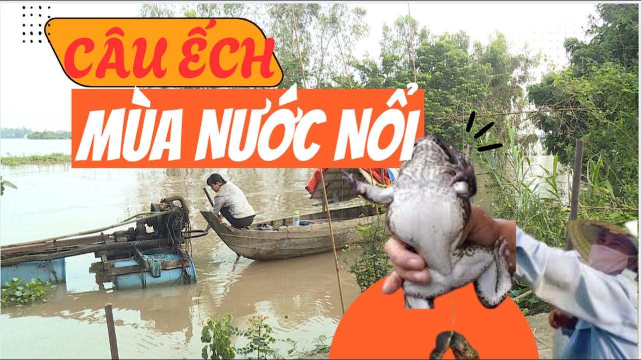 MỖI MÙA NƯỚC VỀ LÀ MỘT LẦN MIỀN TÂY HỒI SINH - SĂN ẾCH ĐỒNG MÙA NƯỚC NỔI| Miền Tây Phố
