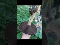 по грибы 🍄 по ягоды 🍓