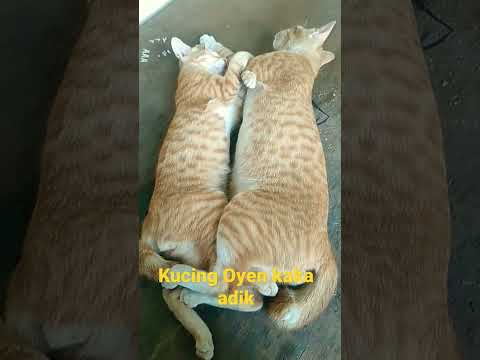 Kucing oyen kakak adik tidur bareng