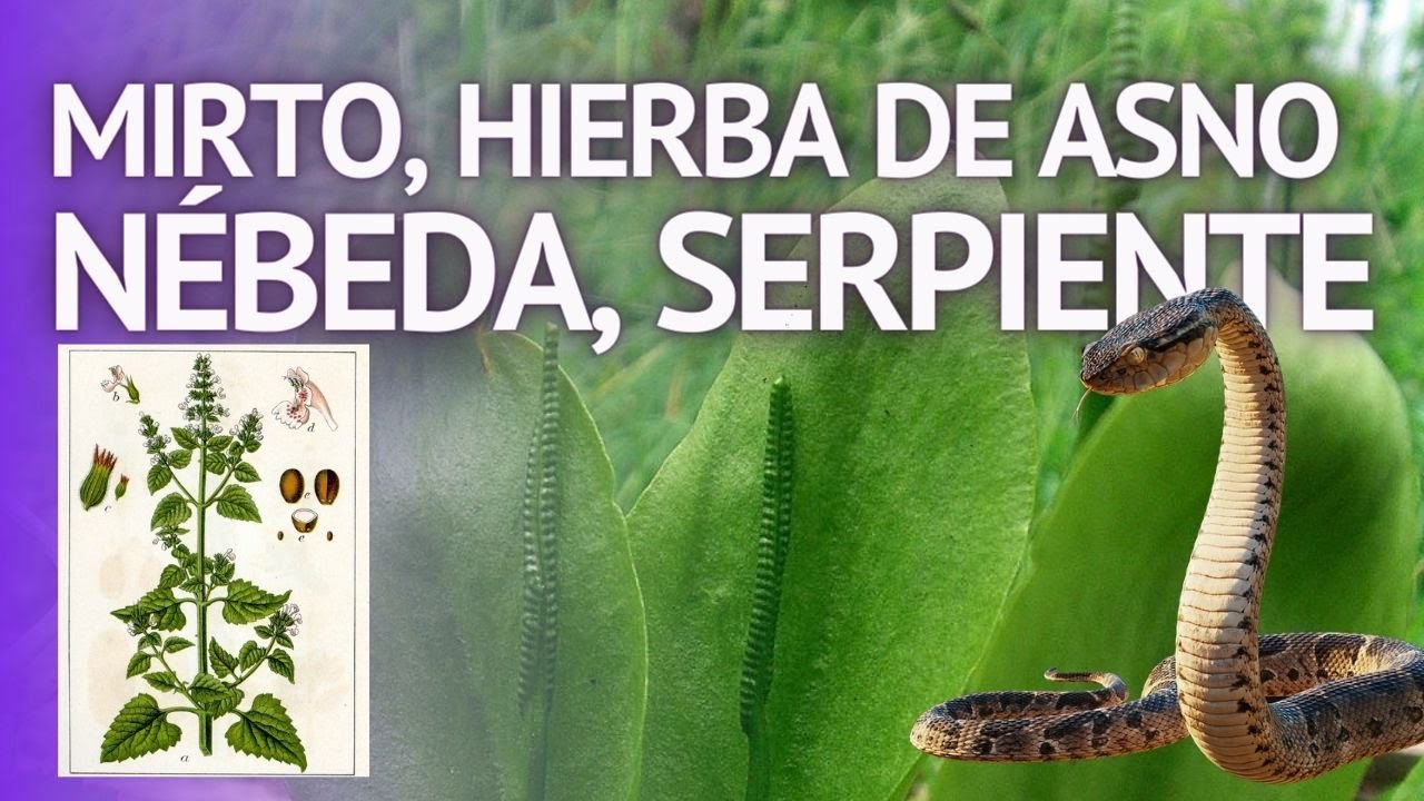 PLANTAS MEDICINALES Mirto, Nébeda, Hierba del asno, aceite de onagra, Helecho Lengua de serpiente