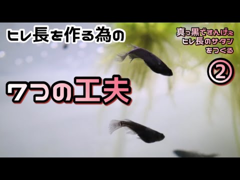 メダカ 真っ黒ですんげぇヒレ長のサタンをつくる ヒレ長メダカをつくる為の7つの工夫 Youtube