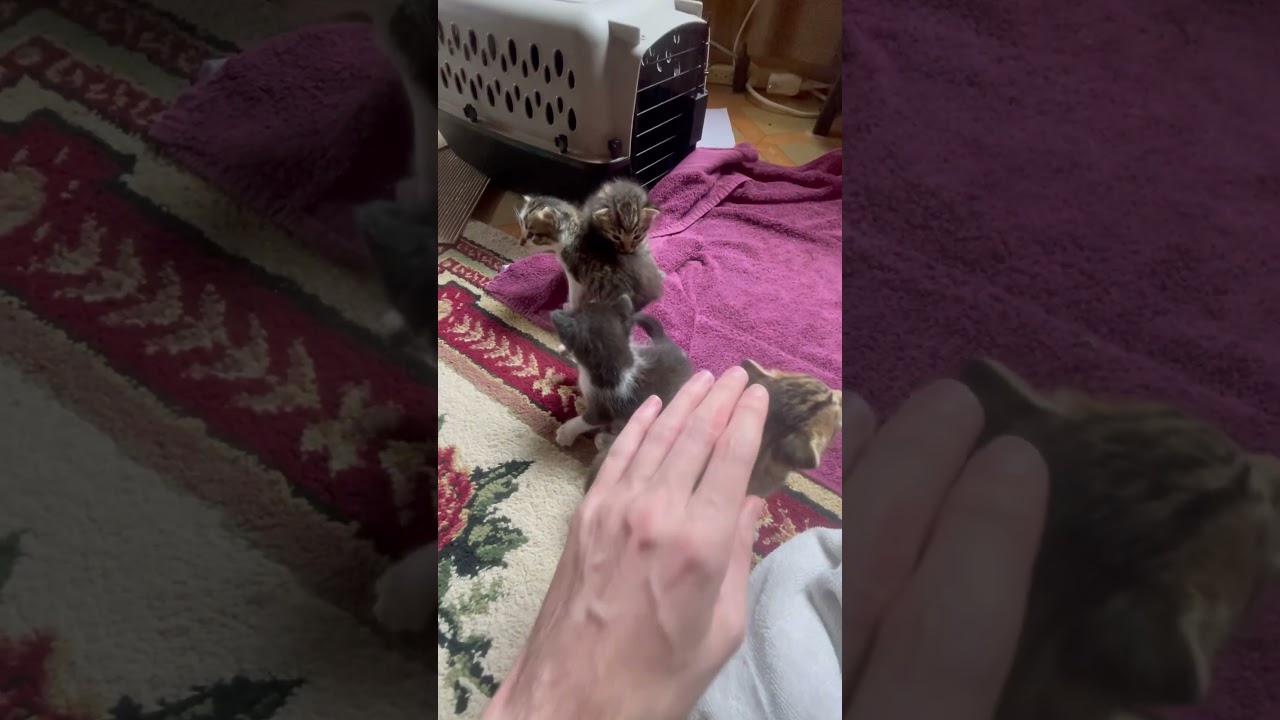 Kitten Kuteness