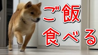 【ごはん食べる動画】食後の様子も面白い