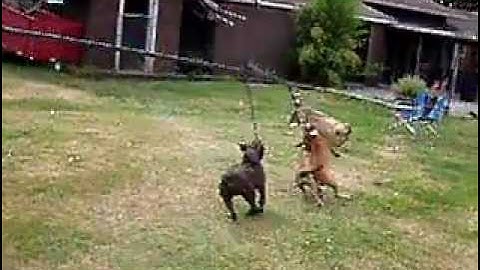 16 Week old Boldog Kennel Pups See Jenni For First Time