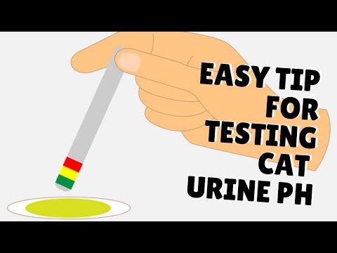 वीडियो: बिल्ली के मूत्र के पीएच स्तर का परीक्षण कैसे करें