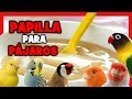 Como Hacer PAPILLA CASERA para PICHONES de CANARIOS y JILGUEROS 🐤 COMO DAR DE COMER A UN PAJARO