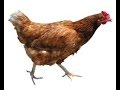 Chicken11