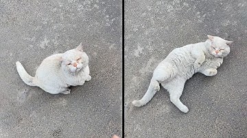 「躺下就帶你回家」一句承諾，流浪貓聽懂並躺下。Stray Cat Understood the Promise “Lie Down, I‘ll Take You Home”... and did.