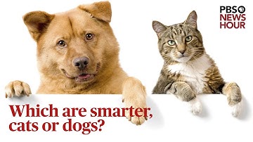 Which are smarter, cats or dogs? We asked a scientist