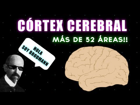 Vídeo: ¿Por Qué Una Persona Tiene Un Cerebro Grande? - Vista Alternativa