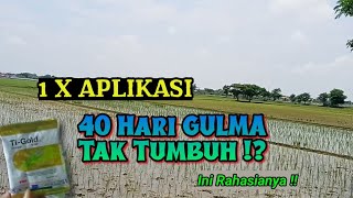 Cara Penggunaan Herbisida Ti Gold 10 Wp, Satu Kali Aplikasi 40 Hari Tak Tumbuh Gulma