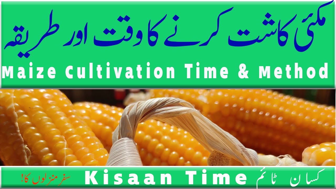 Makai ki kasht ka time | Makai ki kasht ka tarika  مکئی کی کاشت کا ٹائم طریقہ Kisaan Time کسان ٹائم