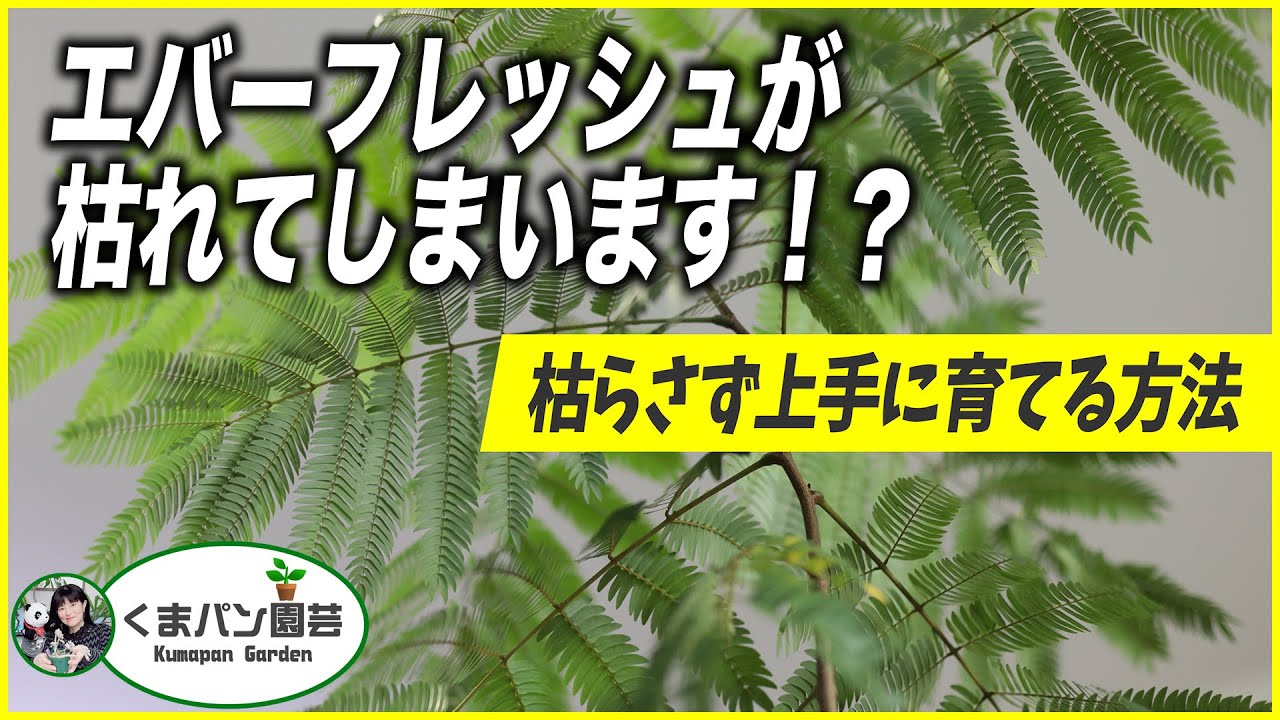 観葉植物 エバーフレッシュを枯れないように上手に育てる方法 くまパン園芸 Youtube