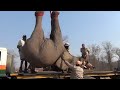 Project Rewild Zambesi Elephant Relocation from Save Valley Conservancy