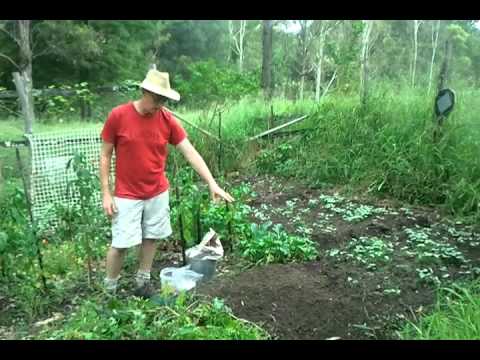 Improve Soil Fertility In Your Food Garden With A Green Manure