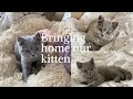 Bringing Home Our British Shorthair Kitten-first day home-SO CUTE