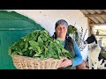 İspanaqlı Pendirli Börək, Traditional Turkish Borek With Cheese and Spinach, Cooking Videos