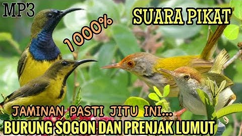 Suara pikat burung kecil Sogok ontong dan prenjak lumut paling ampuh! MP3 JAMINAN JITU