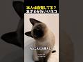 本人は自覚してる？あざとかわいいネコ