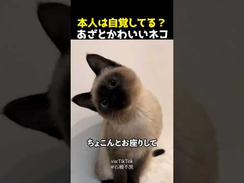 本人は自覚してる？あざとかわいいネコ