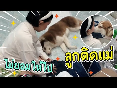 พากย์อีสานบ้านข้าวนึ่ง Ep.2 - จั่งใด๋คือมาหนีกันไปแบบนี้ - ข้าวนึ่ง & เดอะแก๊ง
