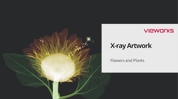 X-ray Art by Vieworks 2020 (뷰웍스 엑스레이 아트)