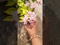 nature#flowers#song#videos#vidhya's@vidhu#ytshorts#melody music