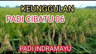 Keunggulan Padi Cibatu 06 || padi galur Indramayu Jawa barat
