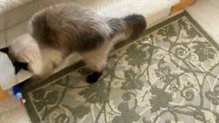 Kitties Ringo and Pearl (plus the dog Micah) playing by Silver Cross Fox 209 views 13 years ago 3 minutes, 15 seconds