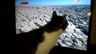 Про кошек: Барсик не понимает, куда деваются все герои))) Почему их нет за телевизором?))) cats Про кошек: Барсик не понимает, куда деваются все герои))) Почему их нет за телевизором?))) cats